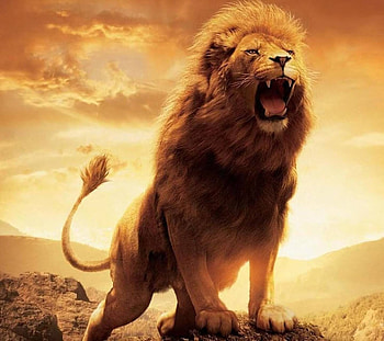 angry lion HD wallpaper