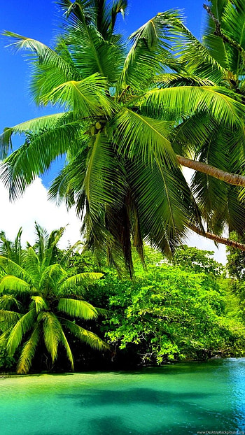 Full Screen Nature, nature 720x1280 android HD phone wallpaper