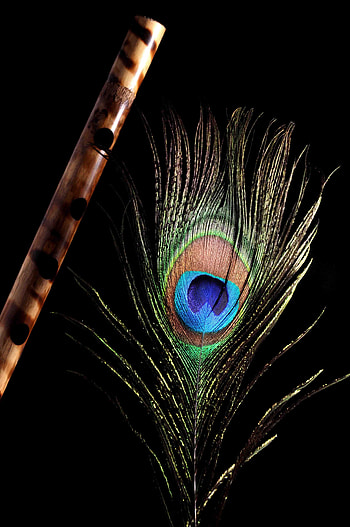 Peacock Feather With Flute, flute and peacock feather HD phone wallpaper