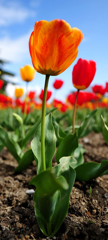 1080 x 2400 flowers. Screen . 1080x2400, full HD phone wallpaper