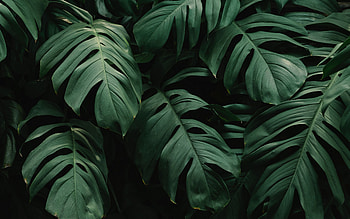 3840x2400 leaves, plant, green, dark, vegetation ultra 16:10 backgrounds, green plants HD wallpaper