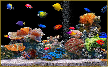 5 Moving Aquarium, aquarium computer HD wallpaper
