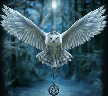 Harry Potter Owl, harry potter hedwig HD wallpaper
