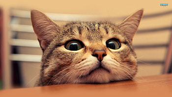 Cat 1920x1080 Group, cat pc HD wallpaper