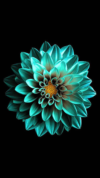 Amoled Flower Amoled by ManishGaikar, amoled black flowers HD phone wallpaper
