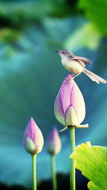 For Mobiles Group, beautiful nature keypad HD phone wallpaper