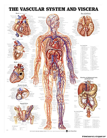 Human Anatomy Chart HD phone wallpaper