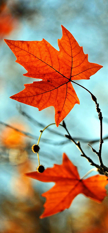 1440 x 3120 nature. Screen . 1440x3120 Backgrounds, nature mobile full HD phone wallpaper