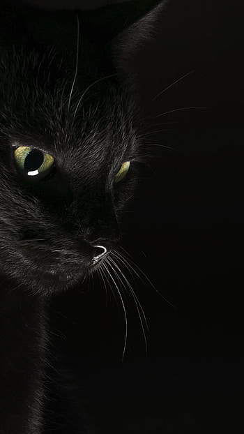 Black Cat , black cat for mobile HD phone wallpaper