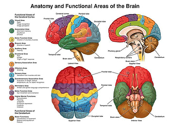 Human Brain Anatomy HD wallpaper