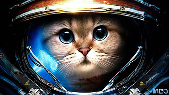 2560x1440 Gallery HD wallpaper