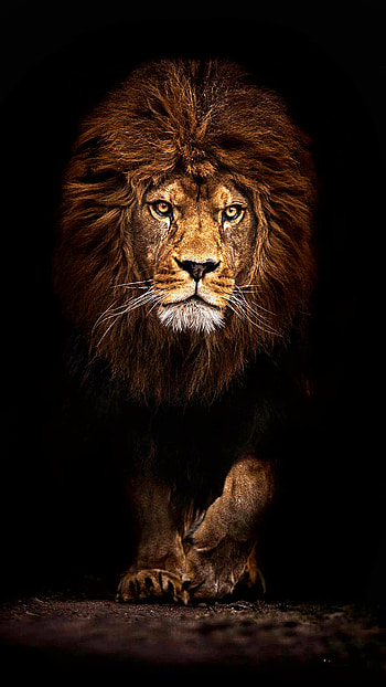 Ultra Lions, lion attitude HD phone wallpaper