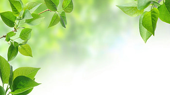 Green, Leaf, Leaves, Background, Textures, greenleaf HD wallpaper