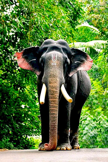 Pambady Rajan, pambadi rajan HD phone wallpaper