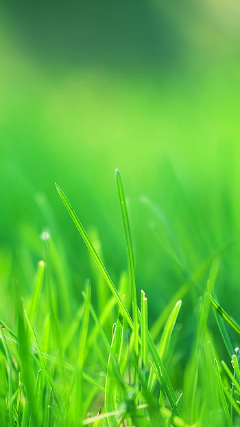 Nature Green Android, mobile green HD phone wallpaper