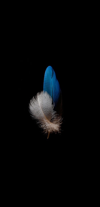 1440x2960 amoled, bird features, dark, samsung galaxy s8, samsung galaxy s8 plus, 1440x2960 , background, 25196, amoled black material HD phone wallpaper