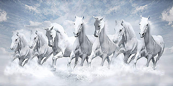 7 Horse Full 1, running seven horses HD wallpaper