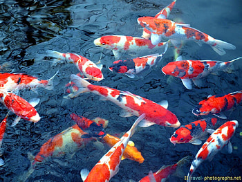Ikan Koi Bergerak Untuk Hp HD wallpaper