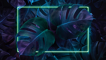 Leaves Plants Neon, neon leaves HD wallpaper