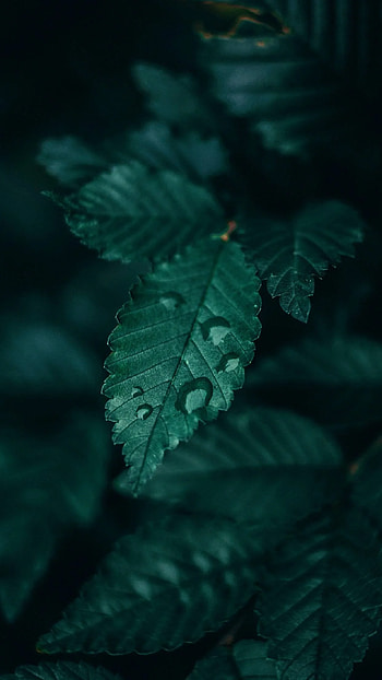 sɴɪᴇɢᴅᴇᴊᴀ ☆ dark emerald green aesthetic, nature dark green aesthetic HD phone wallpaper