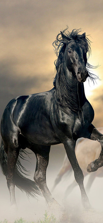 Black Horse, black horse HD phone wallpaper