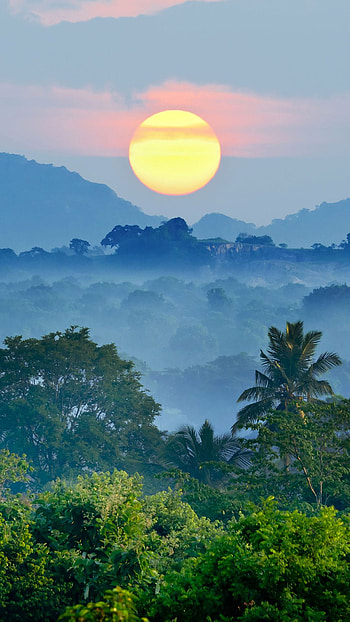 Jungle Sunset , jungle HD phone wallpaper