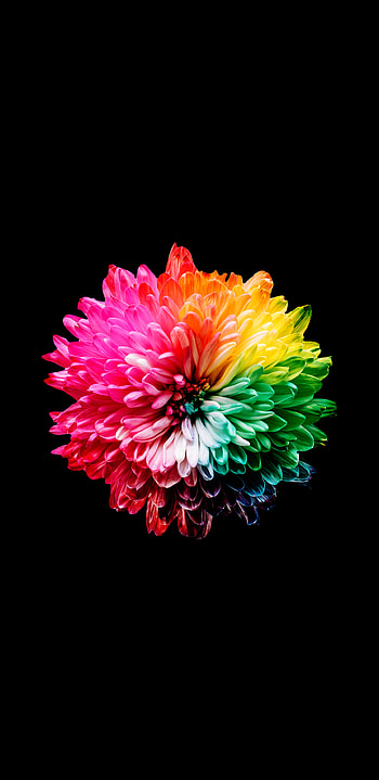 super AMOLED for android, super amoled flower HD phone wallpaper