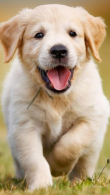 Puppies Cell, cute puppies HD phone wallpaper