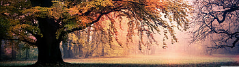 Fall Ultra Backgrounds for U TV : & UltraWide & Laptop : Multi Display, Dual Monitor : Tablet : Smart, 5120x1440 autumn HD wallpaper