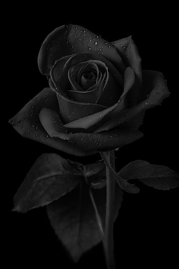 17 Mawar hitam ideas HD phone wallpaper