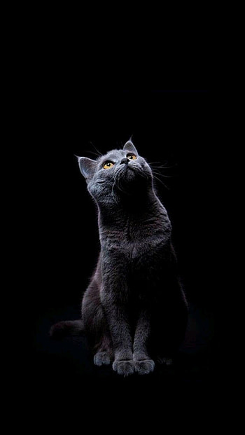 AMOLED Animal, amoled cat HD phone wallpaper