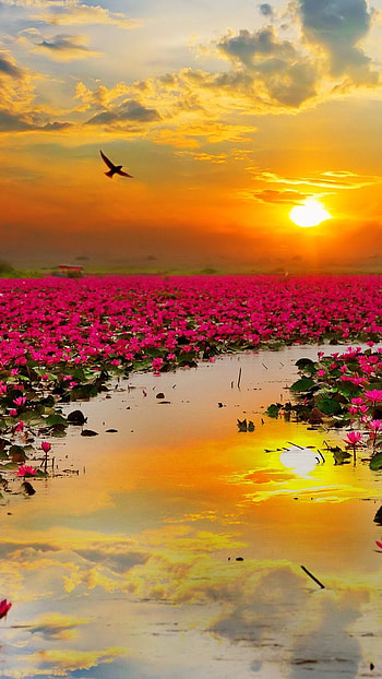 Flower Beautiful Nature For ... list, sunrise mobile HD phone wallpaper