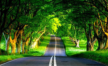Full Live For PC, nature pc HD wallpaper
